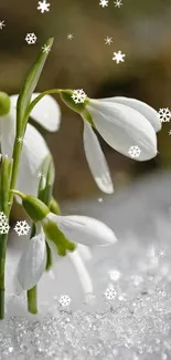 Snowdrops and snowflakes on a snowy background.