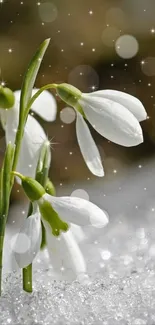 Snowdrops emerging through sparkling snow with a soft bokeh effect.