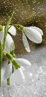 White snowdrops with gold snowflakes in winter scene.