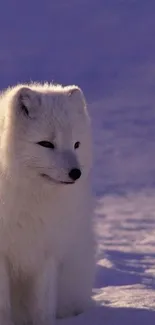 A peaceful arctic fox on snow with a purple-tinged backdrop.