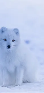 Serene wallpaper of a white arctic fox on a snowy landscape.