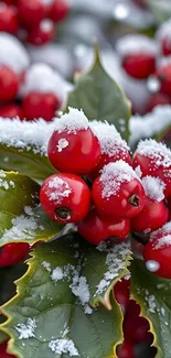 Close-up of red berries covered in snow on green leaves.