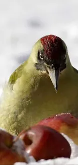 Bird in snow with apples, vibrant colors