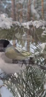 Bird perched on snowy pine branches in winter forest.