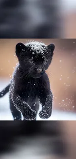 Black panther cub running through snow, with snowflakes on fur.