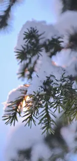 Snow-covered pine branch under a blue sky.