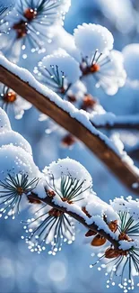 Close-up of a snowy branch with blurred winter background.