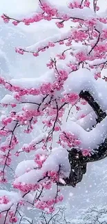 Snow-covered cherry blossom branches in a serene winter scene.