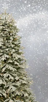 Snow-covered Christmas tree with gray snowy background.