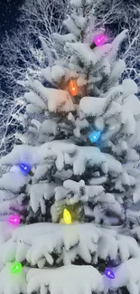 Snowy Christmas tree with colorful festive lights at night.