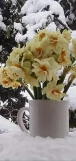 Snow-covered daffodils in a cup.