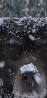 Black dog with snow covered face in winter.