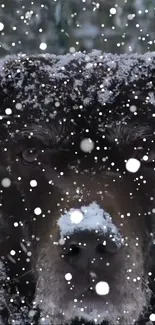 Snow-covered dog wallpaper with falling snowflakes.