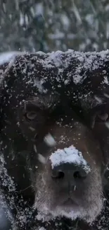 Snow-covered chocolate labrador dog in winter setting.