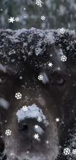 Dog covered in snowflakes with a winter backdrop.