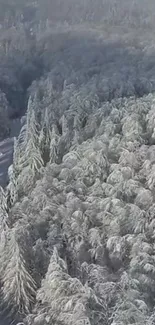 Aerial view of a snowy forest with frosted trees in winter.