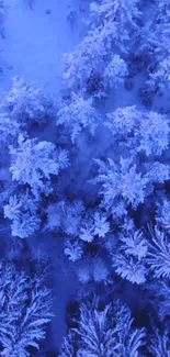 Aerial view of snowy forest with blue hues.