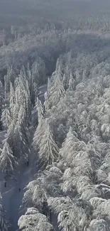 Aerial view of snow-covered forest, showcasing winter's serene beauty.