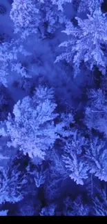 Aerial shot of a snowy forest with frosty trees under a twilight sky.