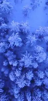 Aerial shot of a snowy forest with vibrant blue tones.