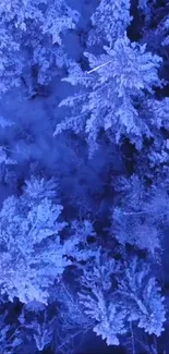 Aerial view of a snow-covered forest showcasing icy blue tree tops.