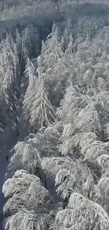 Aerial view of a snowy forest with snow-covered trees.