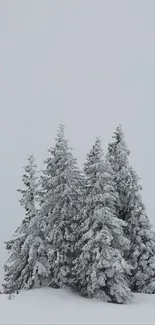 Snow-covered evergreen trees in a serene winter landscape.