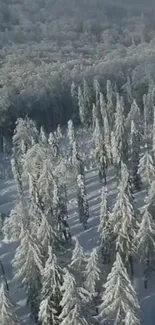 Frost-covered trees in a snowy forest landscape, viewed from above.