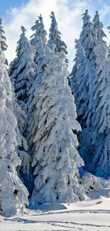 Snow-covered trees under a blue winter sky in a tranquil forest scene.