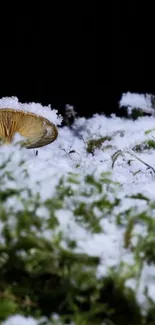 Snowy forest floor with mushroom and moss, creating a winter nature scene.