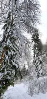 Snow-covered trees line a serene forest path.