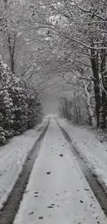 Serene snowy path through a forest, creating a tranquil natural scene.