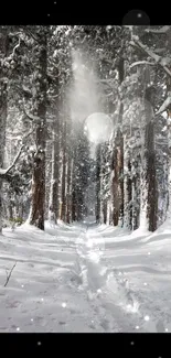 Snowy forest path with tall trees and a serene winter atmosphere.