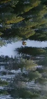 Aerial view of a snowy forest path surrounded by evergreen trees.