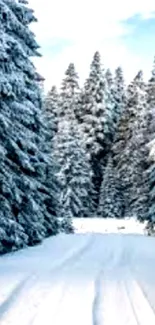 Snowy forest path with snow-covered trees.