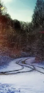 Snow-covered forest path under a blue sky.