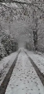 Snowy forest road with overhanging trees.