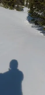 Serene snowy forest with a shadow on the ground, under a clear sky.