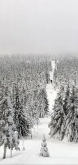 Snow-covered forest with a tranquil path.