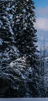 Snow-covered evergreen trees against a blue sky.