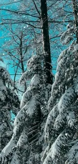 Snow-covered pine trees with a bright blue sky background.