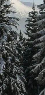 Snow-covered trees in a winter forest.