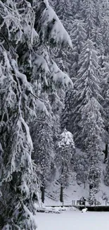 Snowy forest with snow-covered trees and a peaceful winter view.