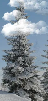 Snow-covered pine trees under a blue sky.