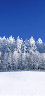 A tranquil snowy forest under a clear blue sky.