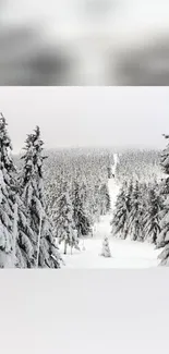 Serene snowy forest scene with tall pine trees.