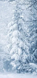 Winter forest with snow-covered trees showcasing tranquility.