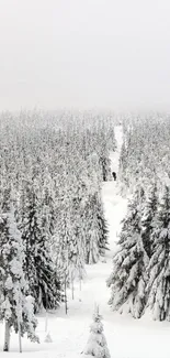 Snowy forest with pine trees in winter, creating a tranquil and serene landscape.