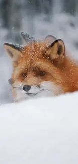 Fox peeking through snow in a winter forest background.