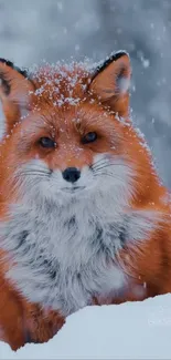 Majestic fox covered in snow with a wintry background.